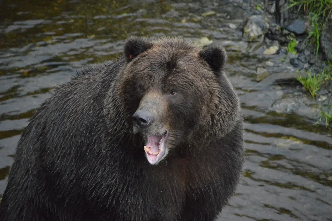 Make Noise and Let Bears Know You're Coming (Image Credits: Unsplash)