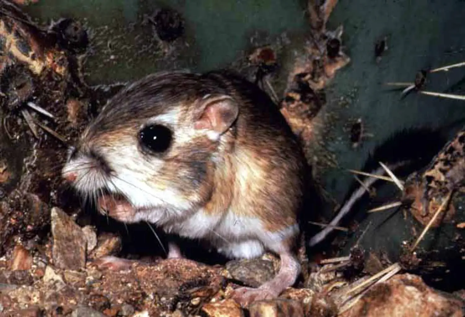 Virgo: The Kangaroo Rat (Image Credits: Wikimedia)