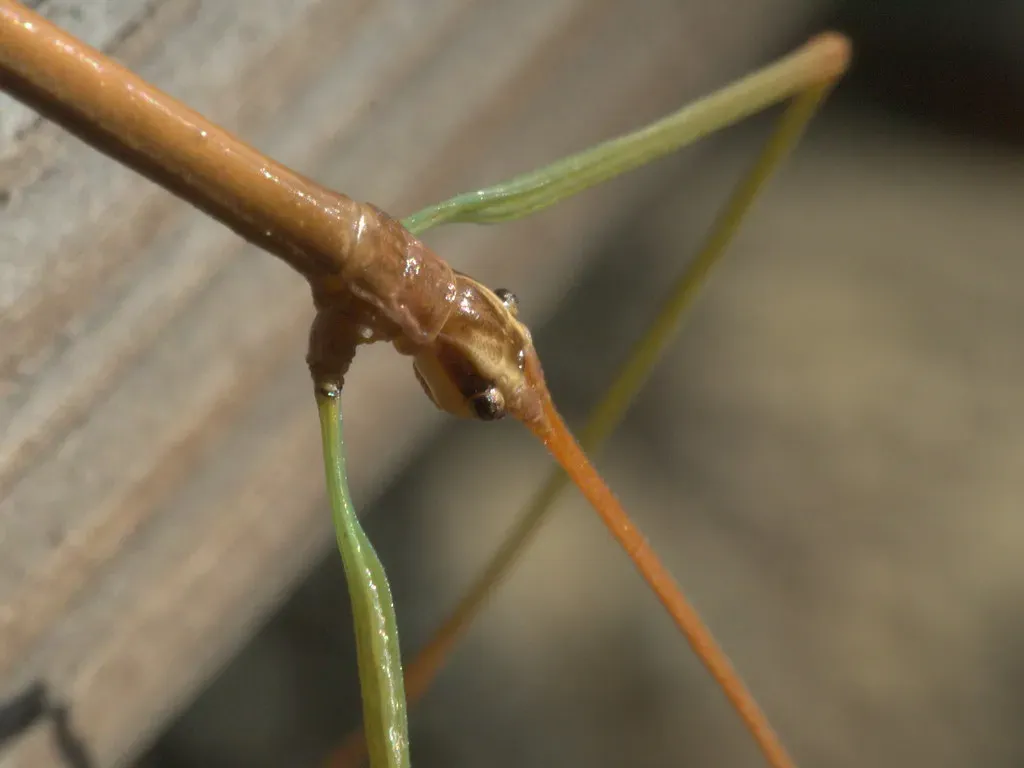 7. Walking Stick Insect: The Living Twig (Image Credits: Flickr)
