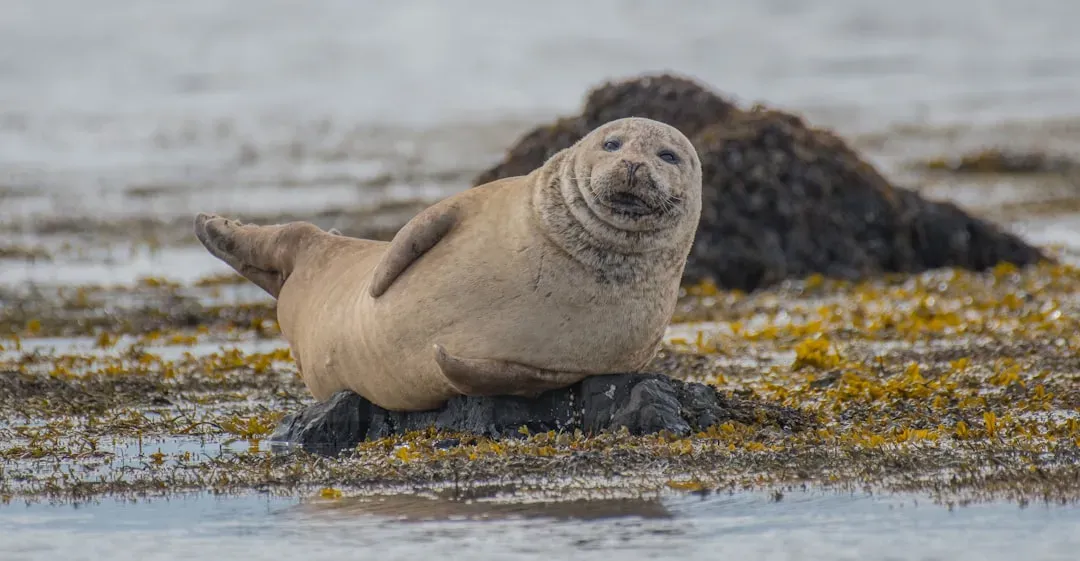 7. Northern Elephant Seal (Image Credits: Unsplash)