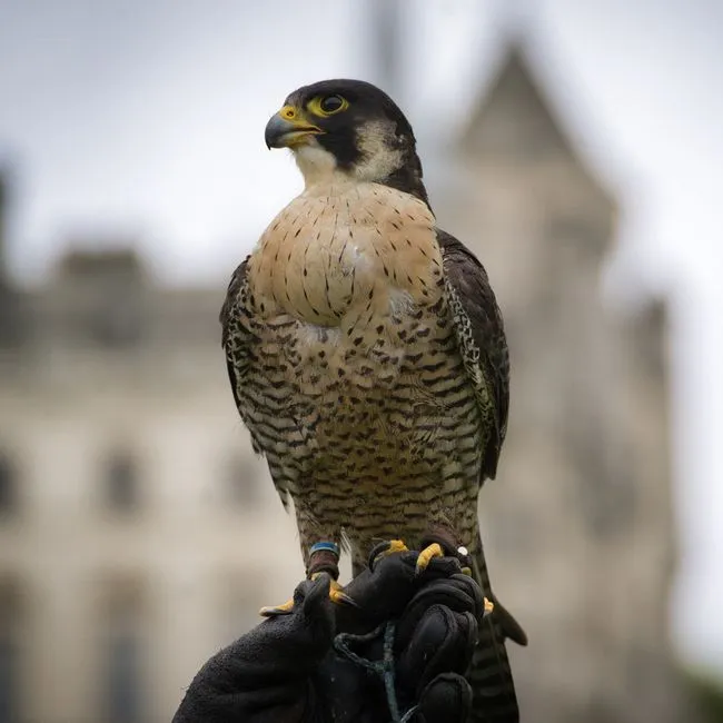The Peregrine Falcon's Real Talent Is the Stoop (Image Credits: Pexels)