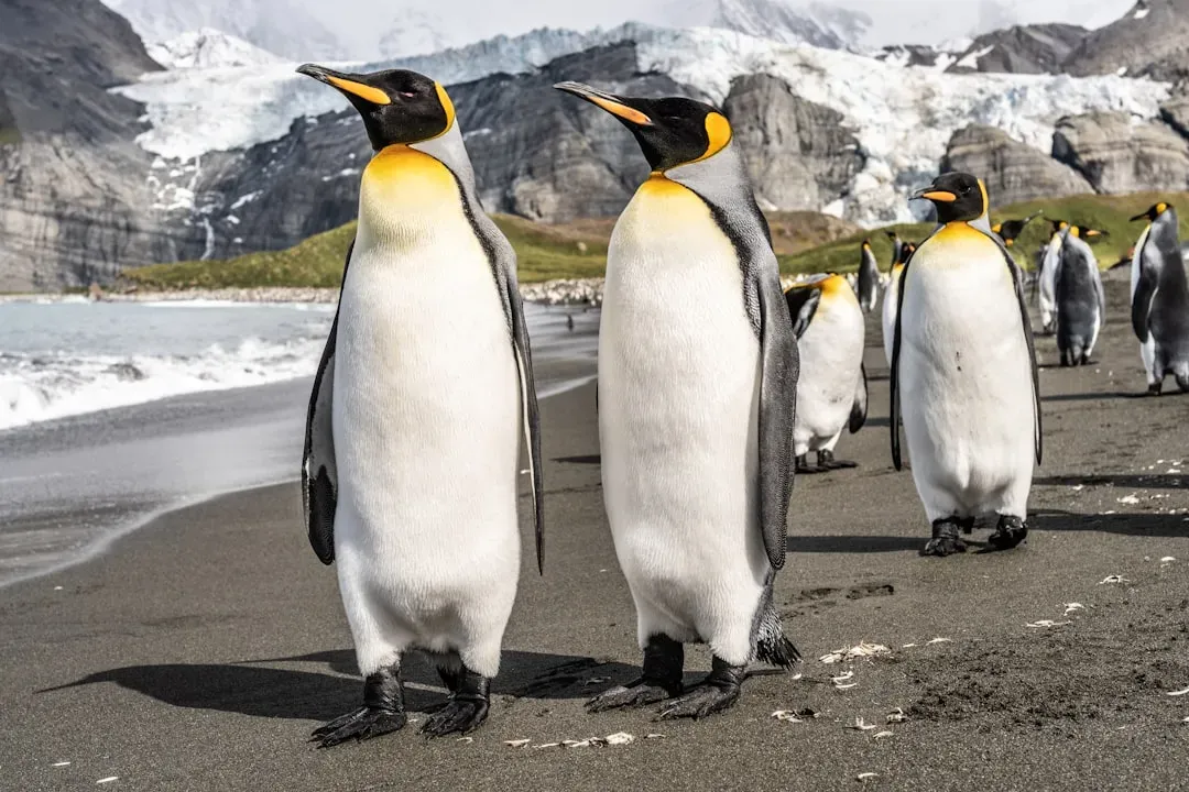 A Rare Piece of Positive News in a Sea of Climate Doom (Image Credits: Unsplash)