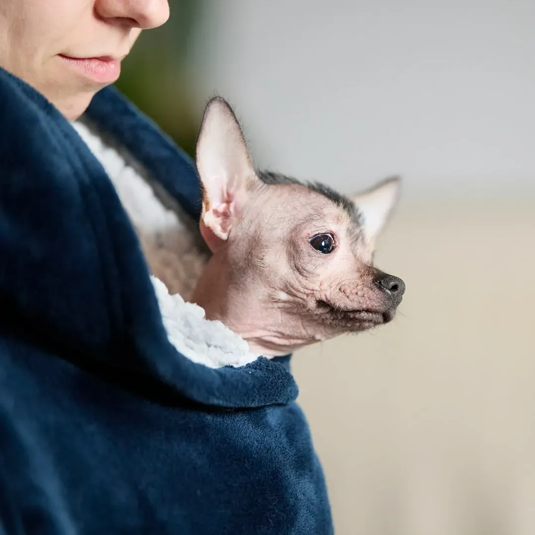 12. They Comfort You When You're Sad (Image Credits: Unsplash)