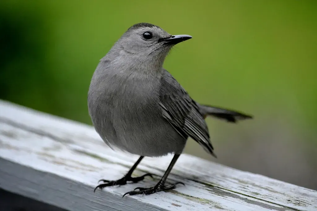 Gray Catbird (Image Credits: Rawpixel)