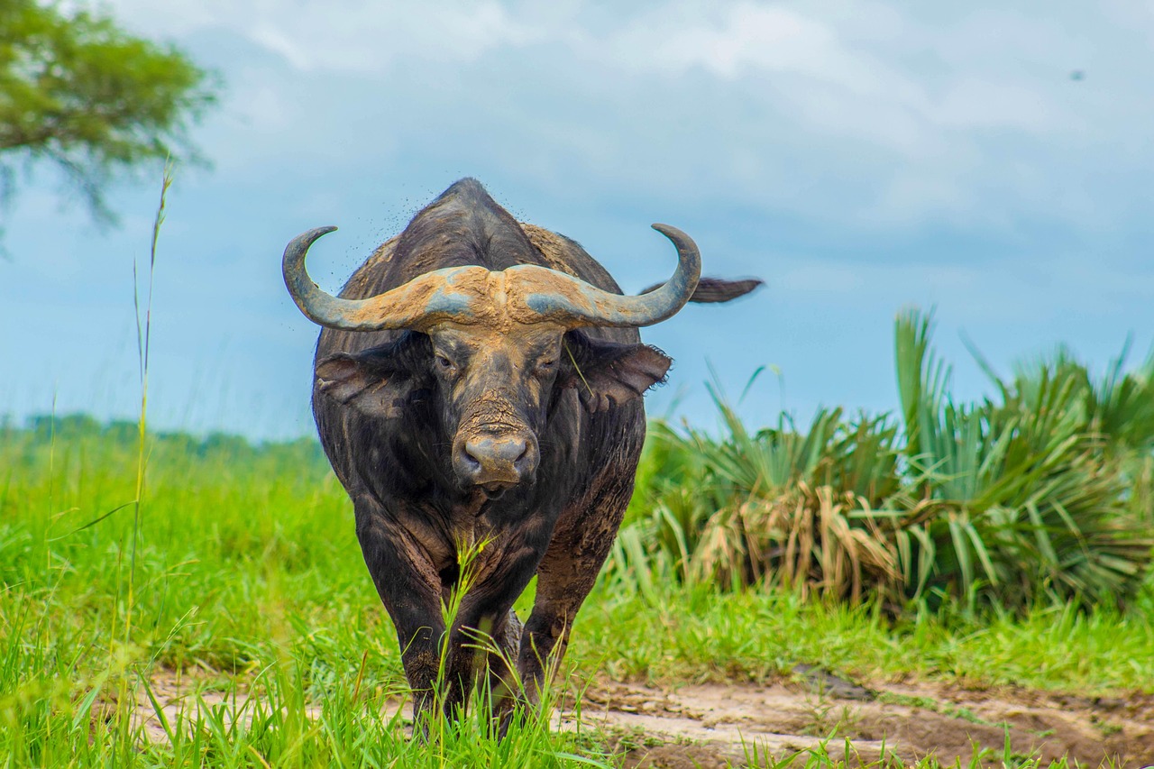 Cape Buffalo: The Grudge Holder (Image Credits: Pixabay)