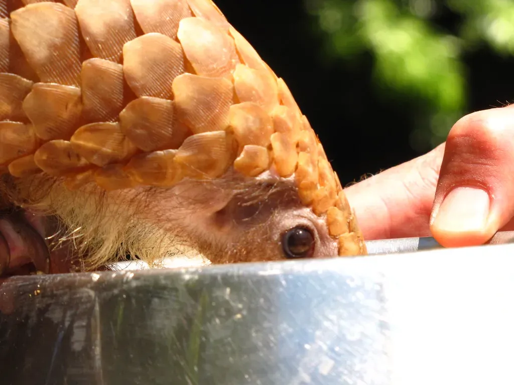 How The Strangest Tongue Became An Evolutionary Masterpiece (Image Credits: Flickr)