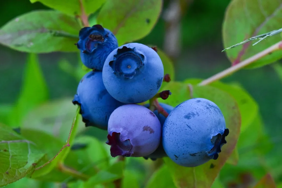 #12 - Blueberries (Image Credits: Unsplash)
