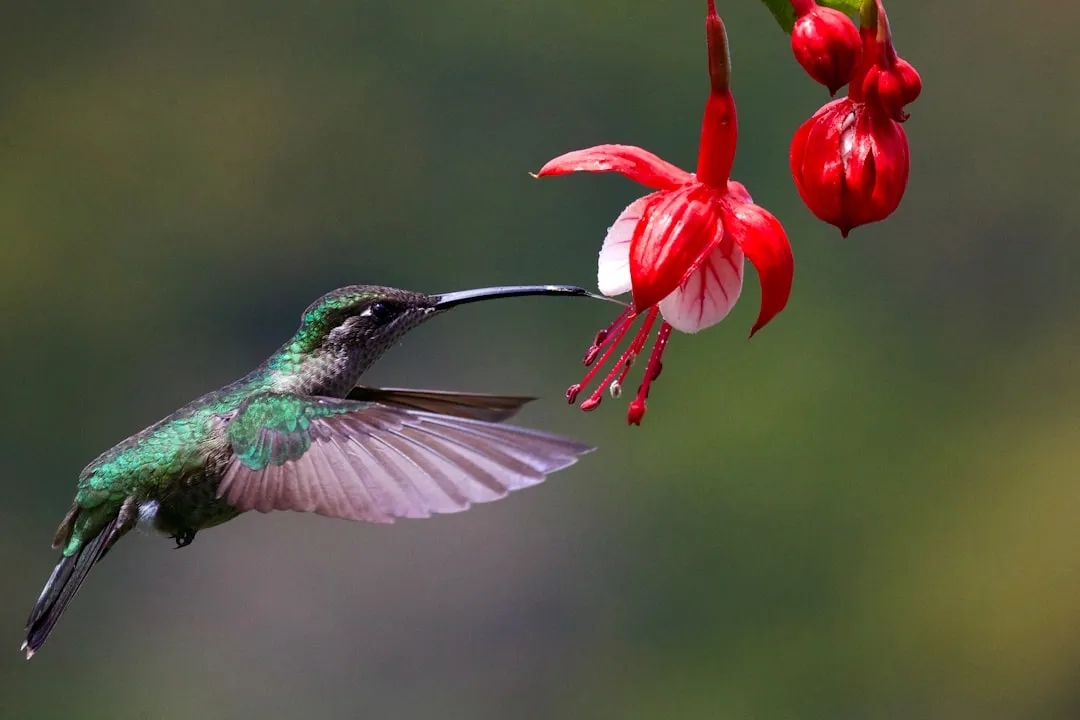 #4 - Native Flowers: Real Habitat or Cheap Pit Stop? (Image Credits: Unsplash)