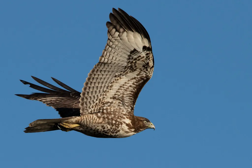 The Red-Tailed Hawk: More Than a Soaring Stereotype (Image Credits: Flickr)