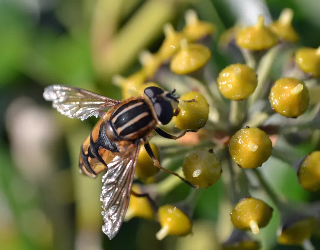 Bees and Butterflies Disappearing (conall.., Flickr, CC BY 2.0)