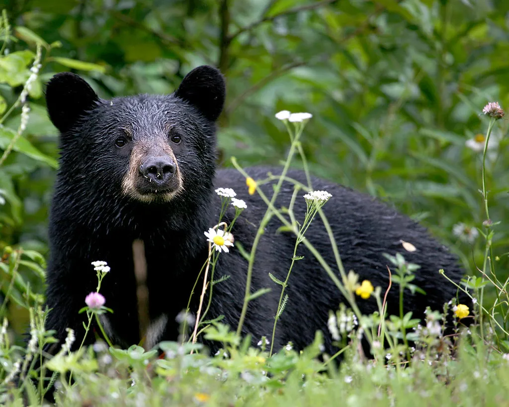 Conclusion: Returning Is Rational, But It Puts Bears at Risk (jitze, Flickr, CC BY 2.0)