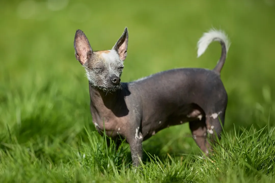 #35 - Xoloitzcuintli: Preserved, Not Abandoned (Image Credits: Unsplash)