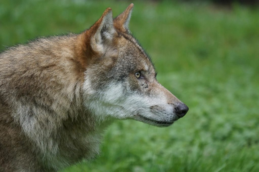 Recent Breeding Success Offers a Glimmer of Hope (Image Credits: Rawpixel)