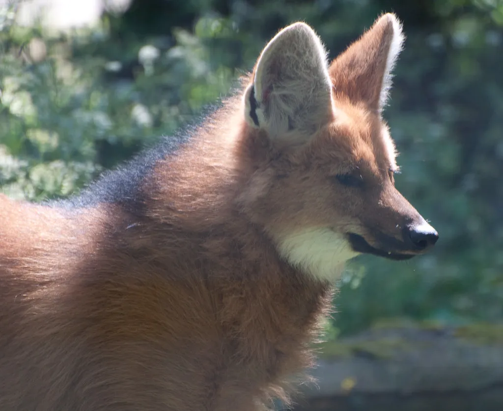 3. Its diet is part fruit-lover, part small-prey hunter (Harlequeen, Flickr, CC BY 2.0)