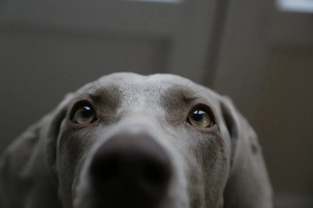Soft Eyes and That Loving Gaze (Image Credits: Unsplash)