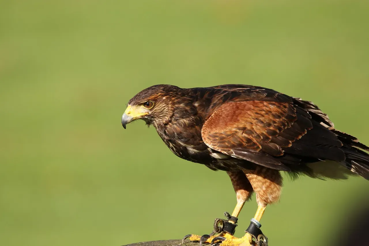 4. Some Raptors Hunt in Packs Like Wolves (Image Credits: Pixabay)