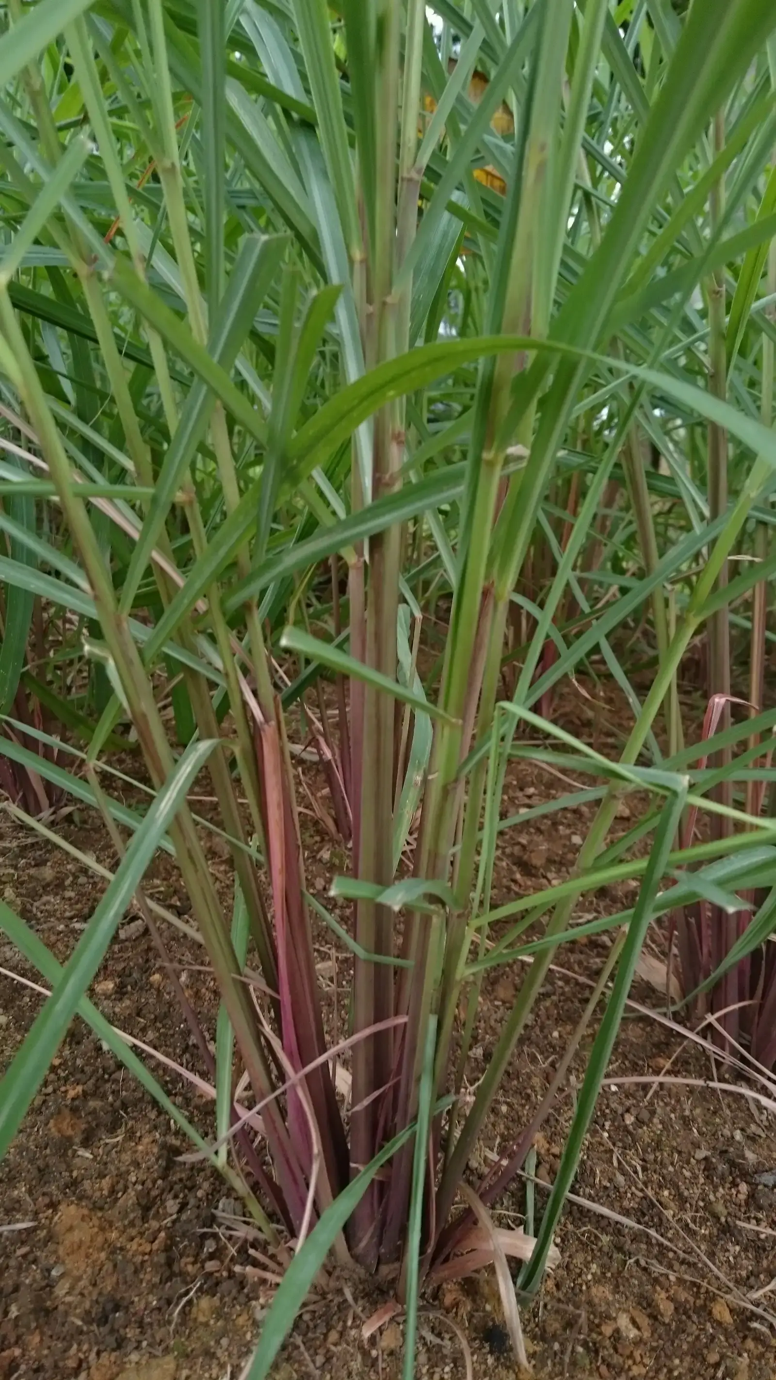 Lemongrass (Image Credits: Wikimedia)