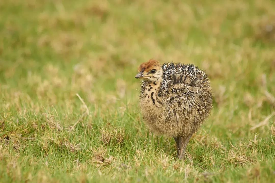 The Kiwi: A Bird That Acts Like a Mammal (Image Credits: Unsplash)