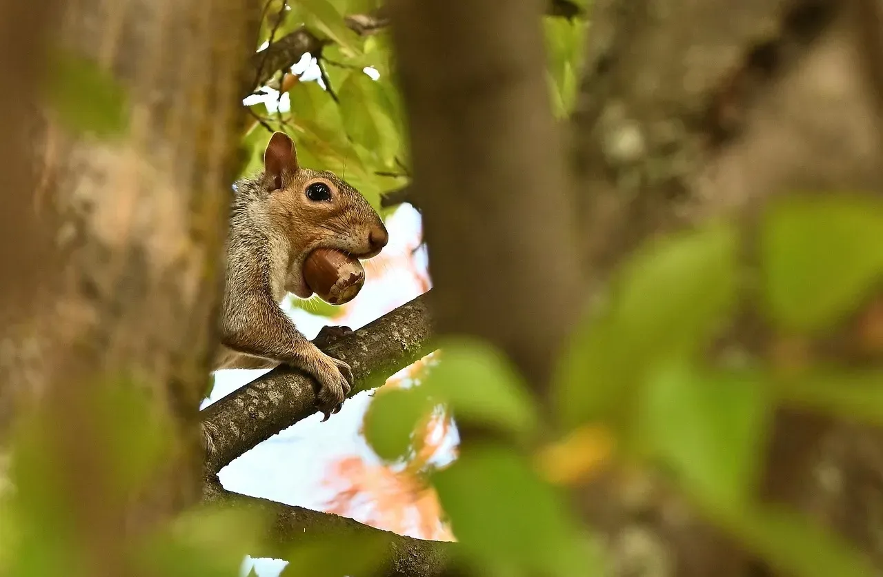 They Are Secret Architects of Your Local Forest (Image Credits: Pixabay)