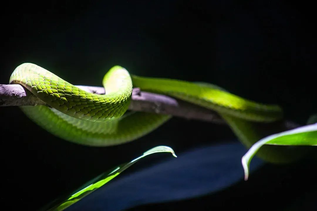 Scorpio and the Snake (October 23 - November 21) (Image Credits: Unsplash)