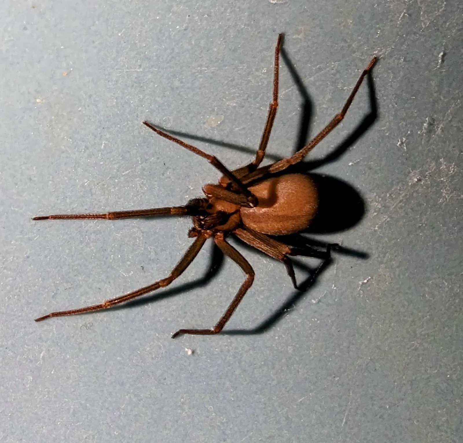 6. The Brown Recluse Spider: The Unwelcome Houseguest (By Conway Hawn, CC BY 4.0)