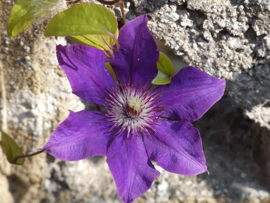 #3 Climbing clematis (Image Credits: Pexels)