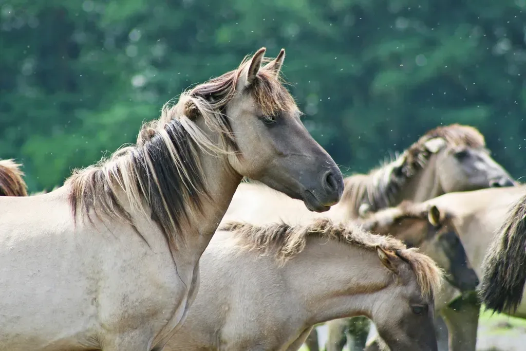 Australian Brumby (Image Credits: Rawpixel)
