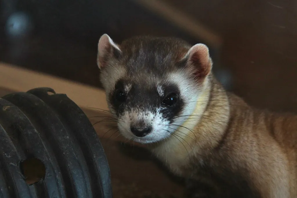 The Ferret Has Become a Symbol of How Complicated &ldquo;Saving Nature&rdquo; Really Is (USFWS Mountain Prairie, Flickr, CC BY 2.0)