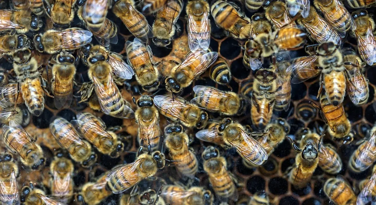 3. The Bee: Purpose in Every Single Step (Image Credits: Pixabay)