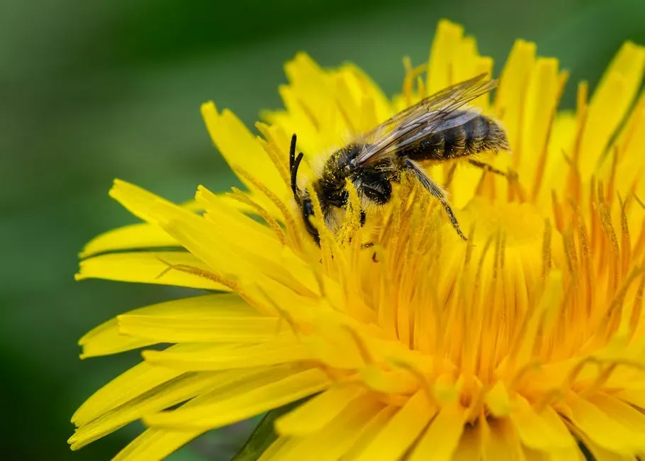 #3: Bees Improve Soil Health and Support the Ground Beneath Your Feet (Image Credits: Pexels)