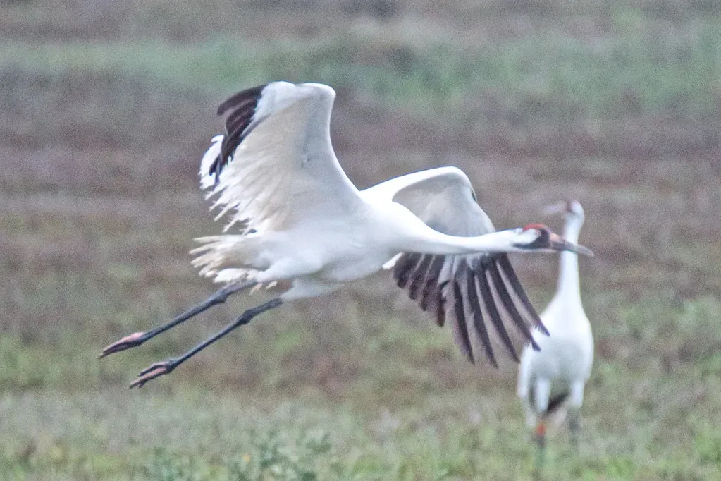 Whooping Crane Hits Record Heights (Image Credits: Flickr)