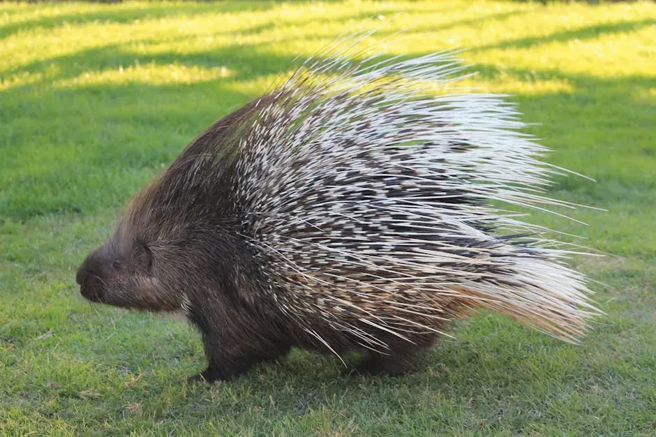 7. Porcupine (Image Credits: Pexels)