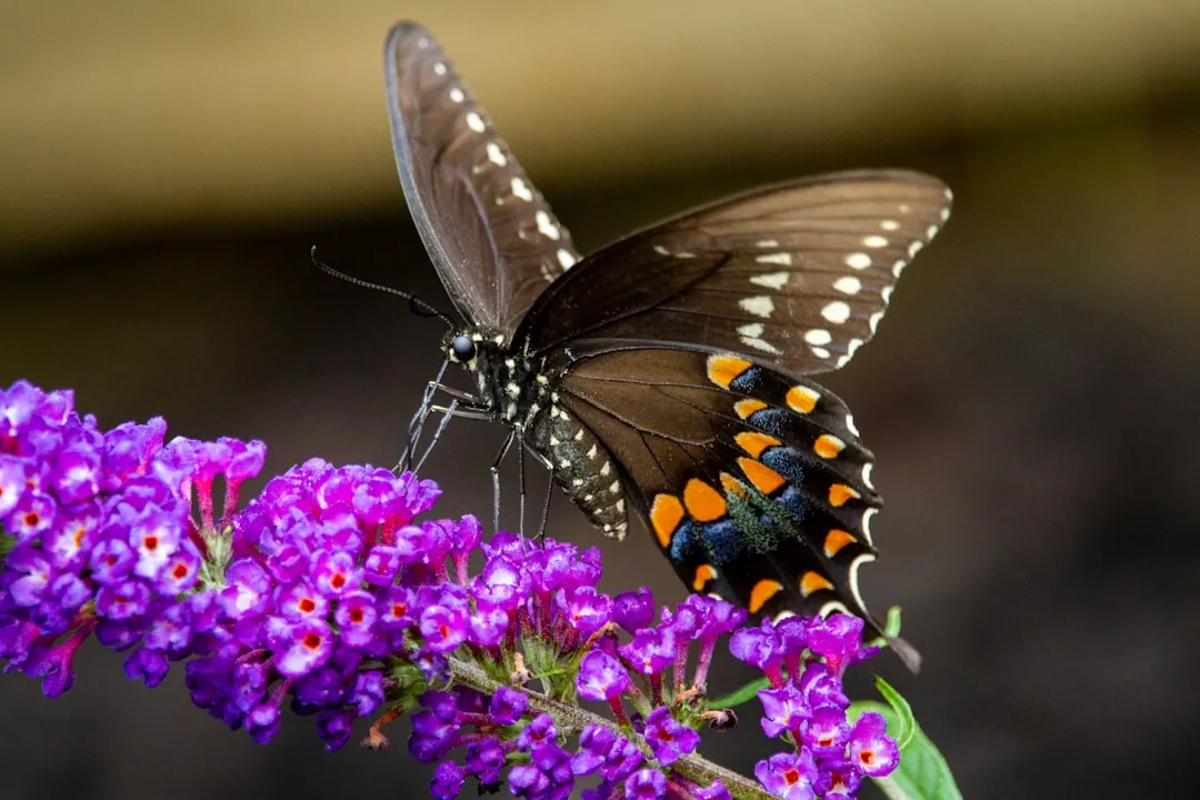 6. Spicebush (Lindera benzoin): The Shrub Behind the Show (Image Credits: Unsplash)
