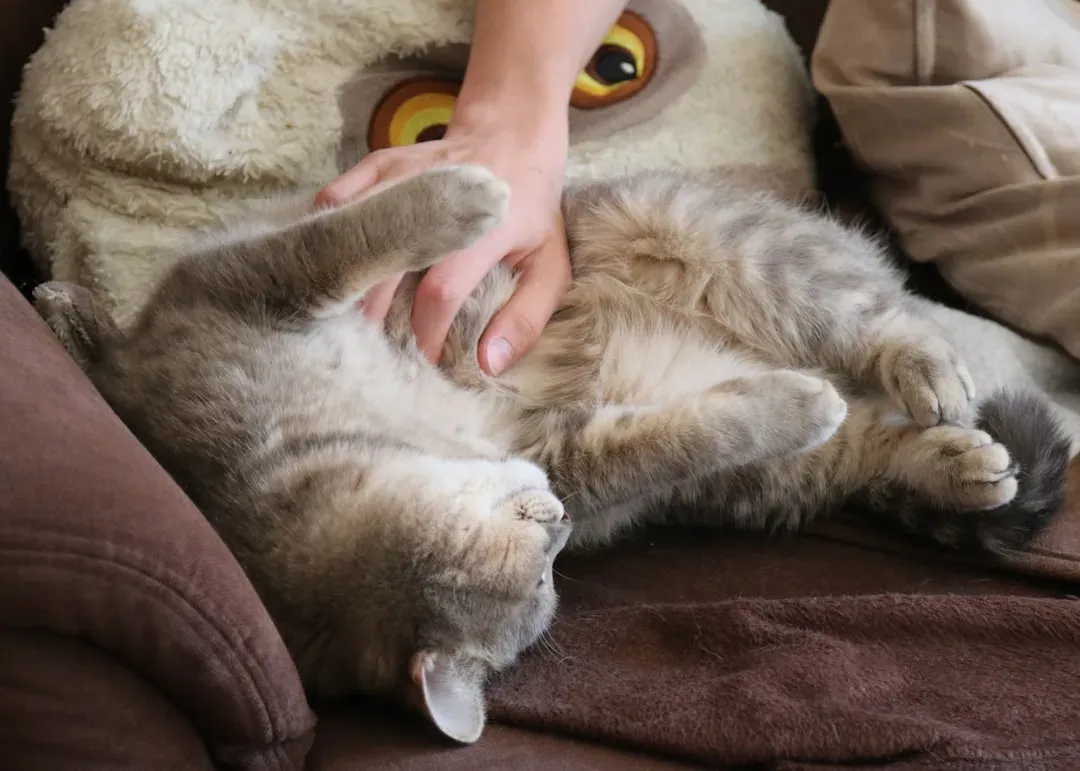 Meowing Just for You: A Language Invented in Your Honor (Image Credits: Unsplash)