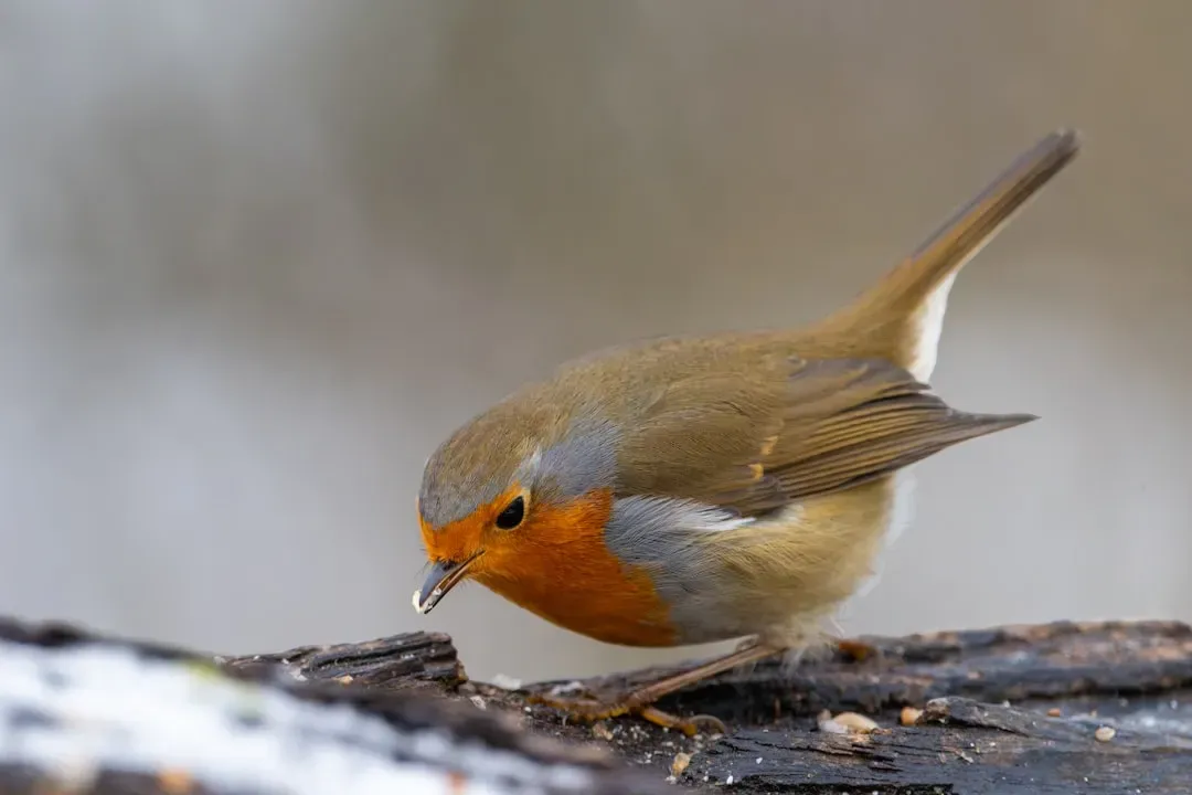 Increased Ground Foraging (Image Credits: Unsplash)