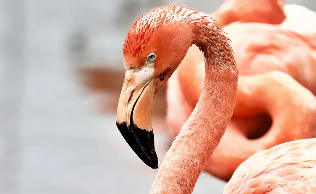 Libra: The Graceful Flamingo (Image Credits: Unsplash)