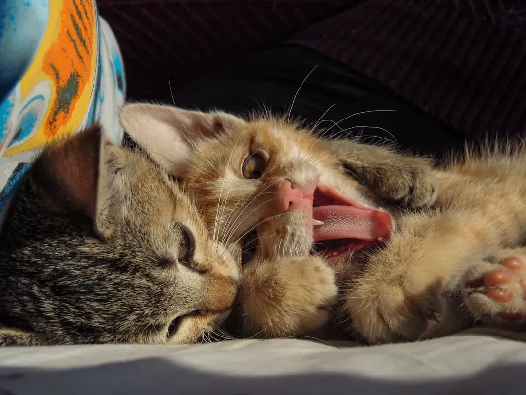 10. Social Grooming: When Your Cat Licks You (Image Credits: Unsplash)