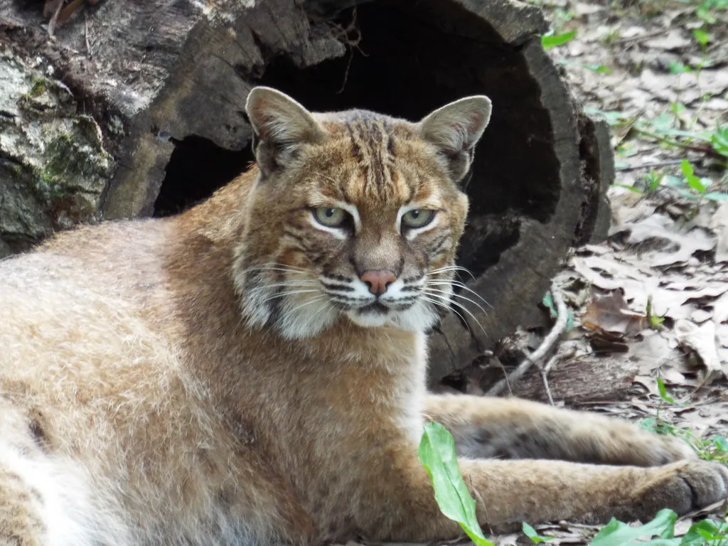 Human Landscapes Are Changing How Often Bobcats Need To Hunt (Image Credits: Flickr)