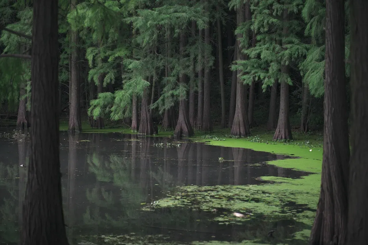 Congaree National Park, South Carolina &ndash; Bottomland Swamp Wilderness (Image Credits: Pixabay)