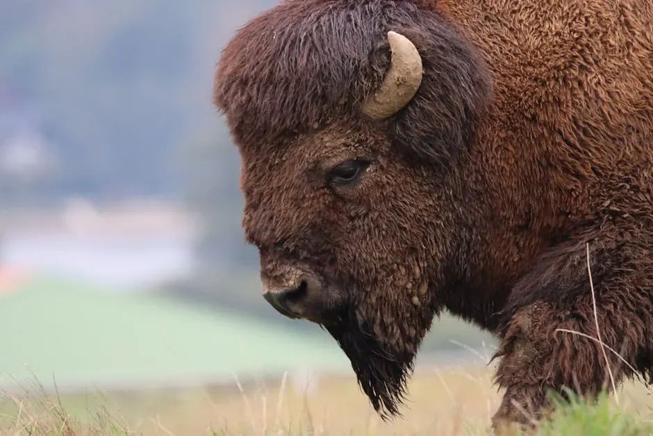 Indigenous Nations and the New Chapter in Bison Restoration (Image Credits: Pexels)