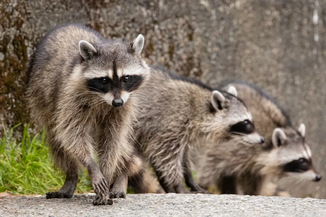 10. Raccoon (Image Credits: Unsplash)
