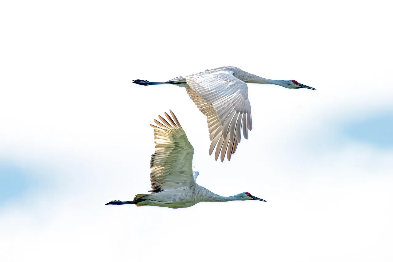 #5 Undertaking Long‑Distance Migrations (Image Credits: Pixabay)