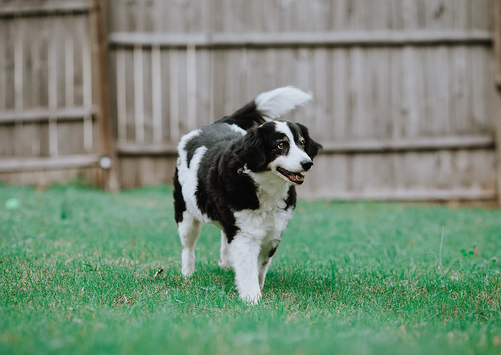 1. The Slow, Silent Room Patrol (A senior mixed breed dog, CC BY 2.0)
