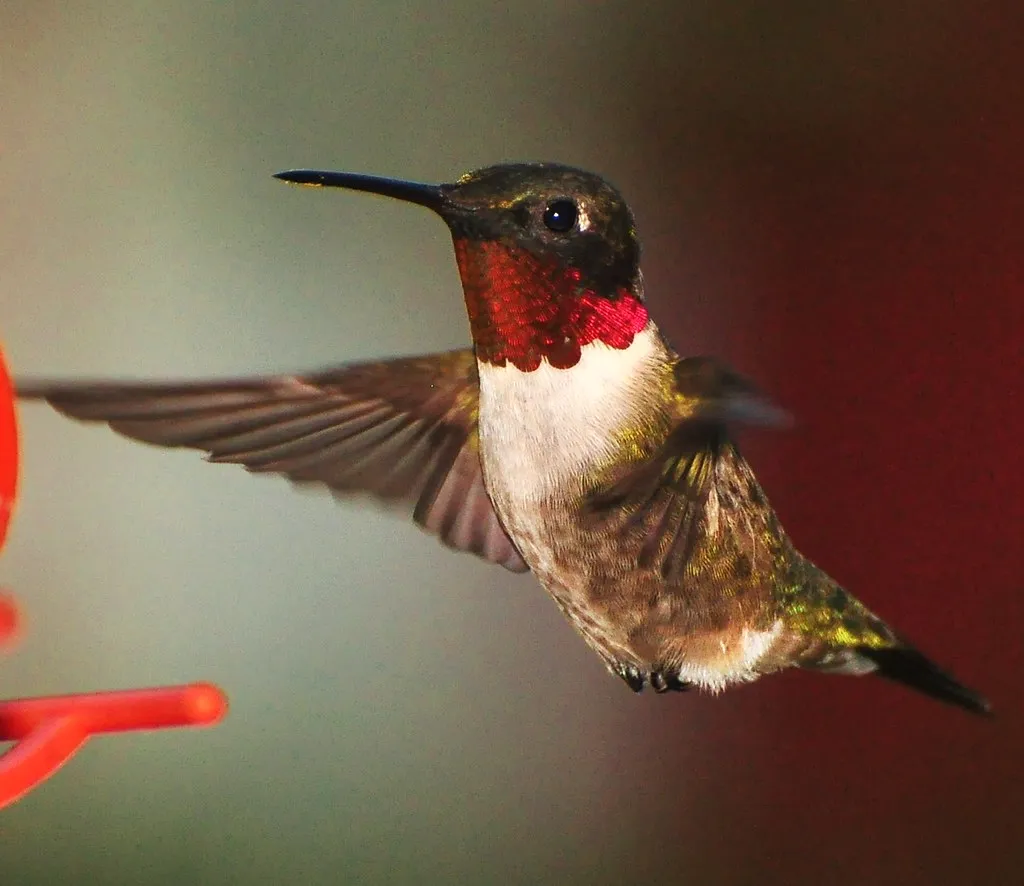 #10 - They Sit Perfectly Still for Unsettlingly Long Stretches (jeffreyw, Flickr, CC BY 2.0)