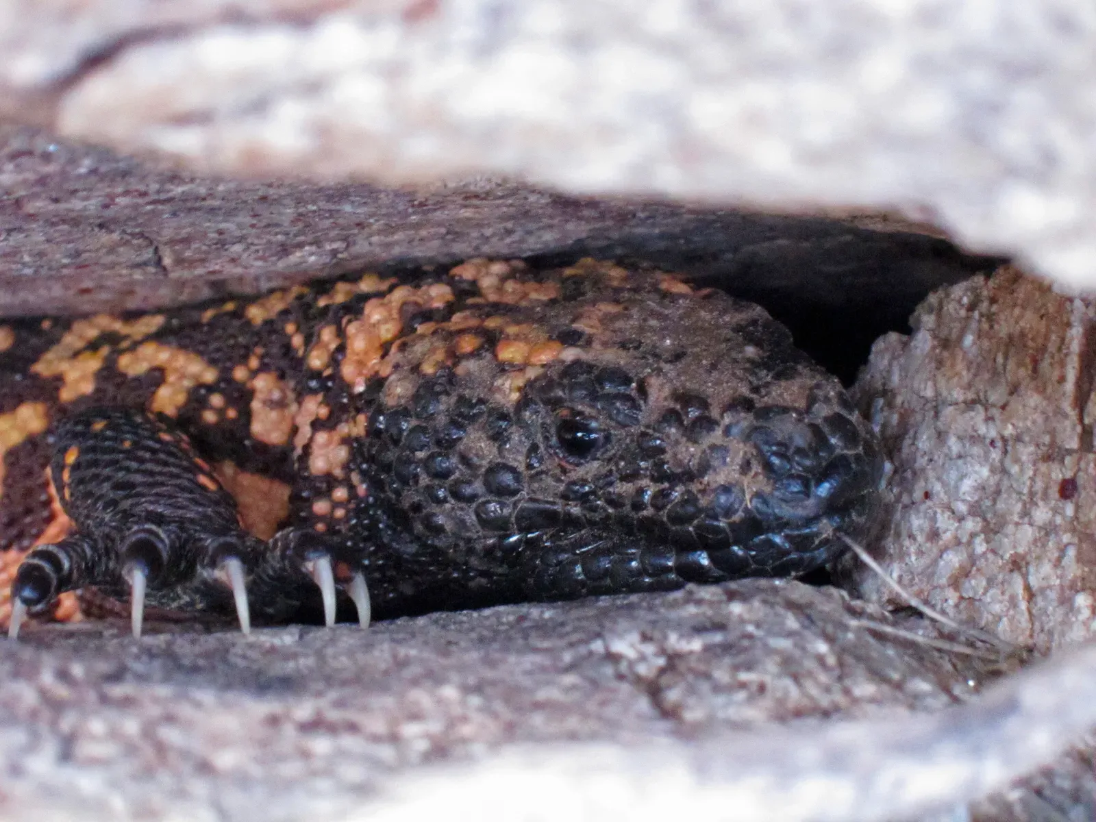 They Were the First Venomous Animal to Receive Legal Protection (Image Credits: Wikimedia)