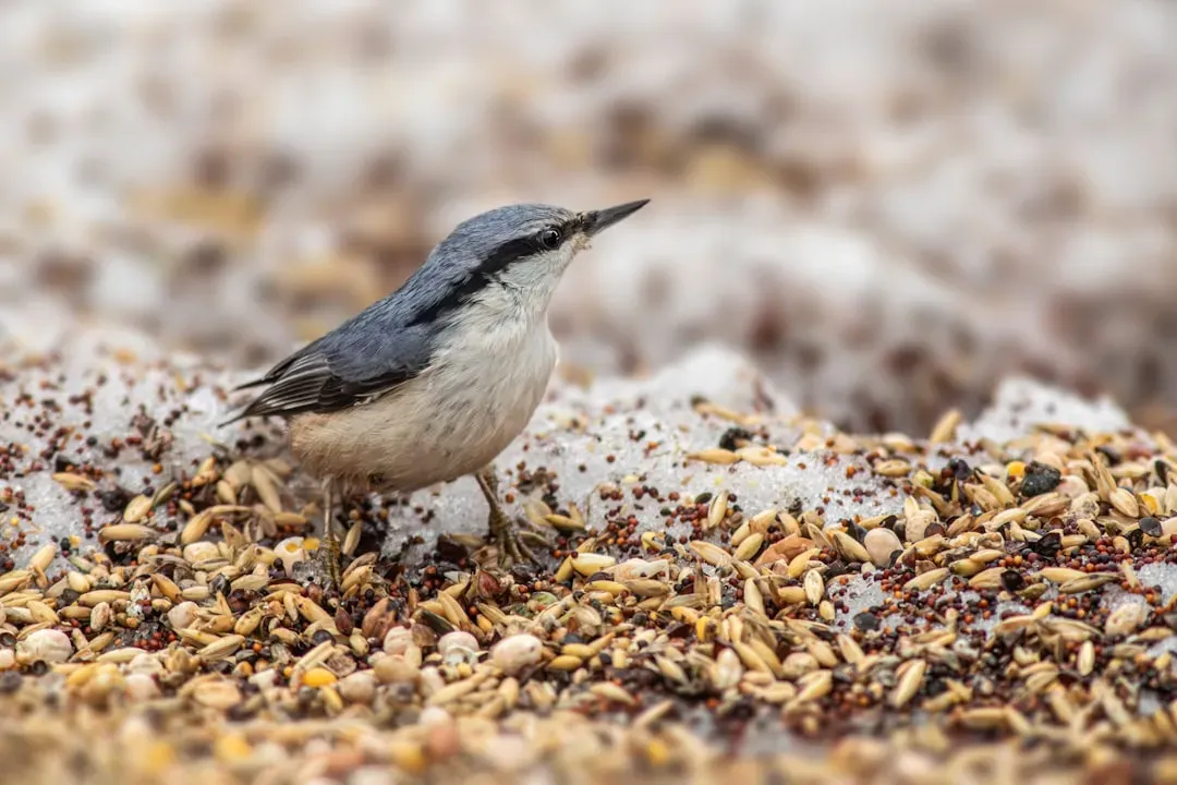 Letting Seed Sit Too Long in the Feeder (Image Credits: Unsplash)