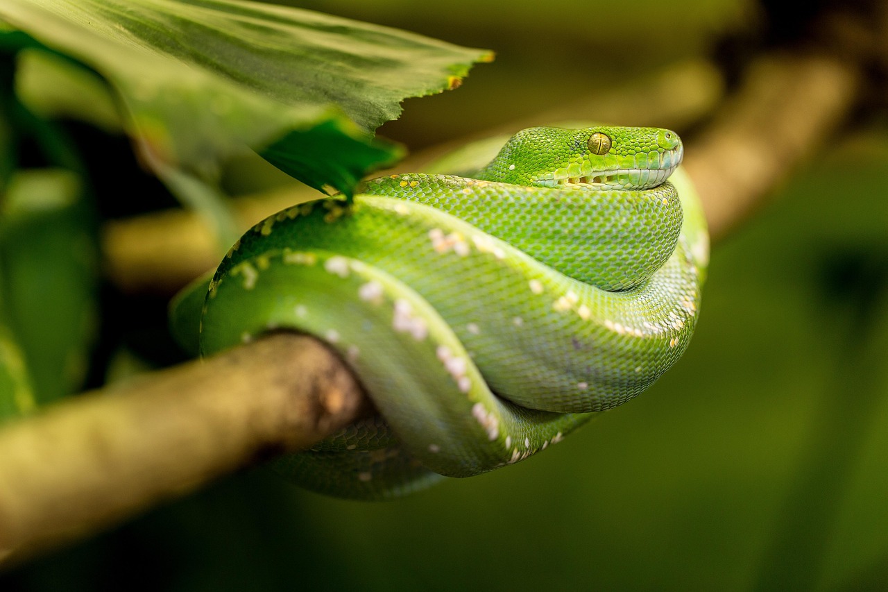 Scorpio - The Mysterious Snake (Image Credits: Pixabay)
