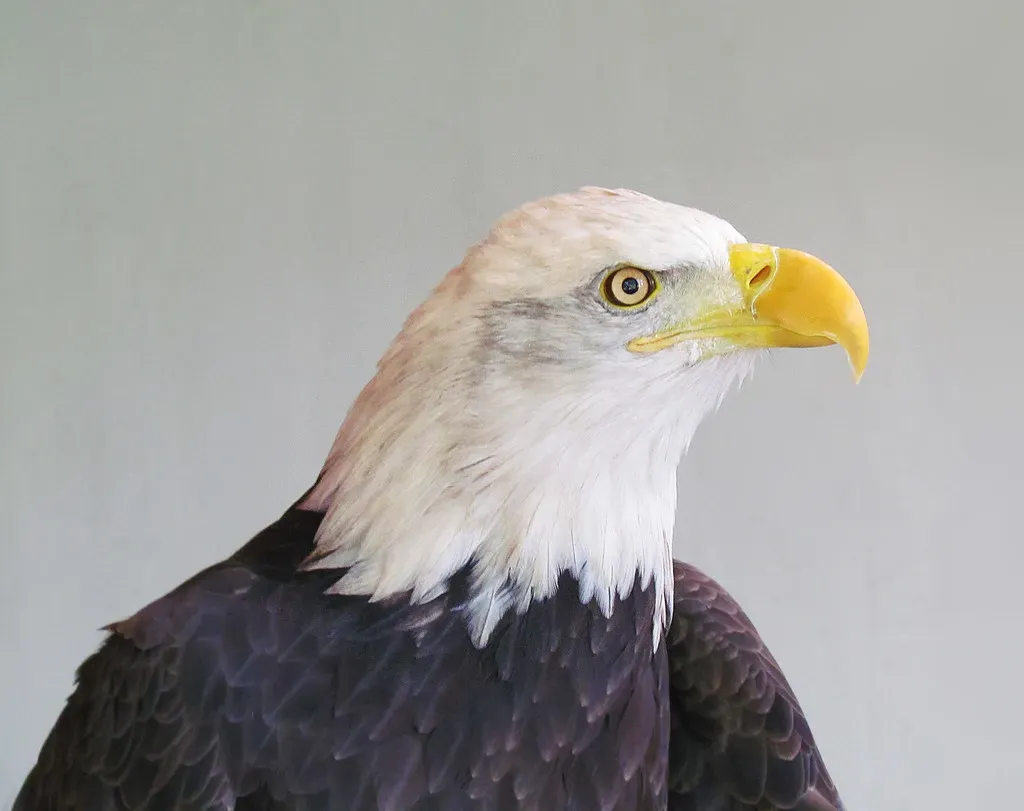 Capricorn: The Bald Eagle (Image Credits: Flickr)