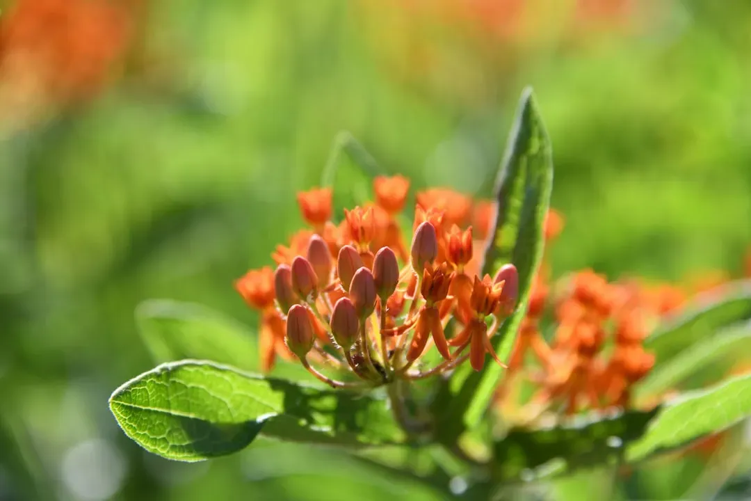 Butterfly Milkweed: The Monarch Magnet (Image Credits: Unsplash)