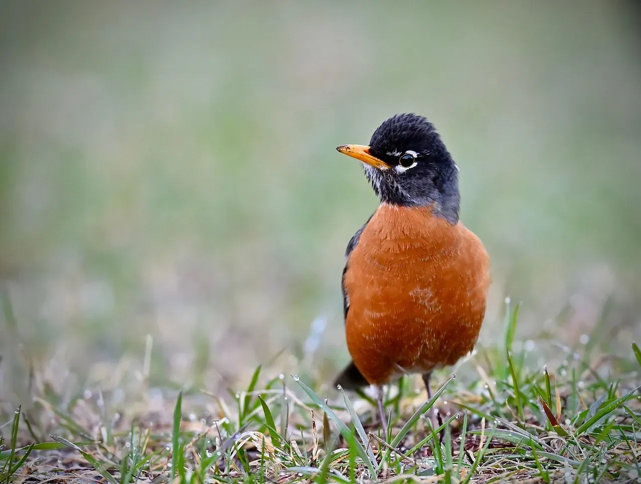 American Robin (Image Credits: Pixabay)
